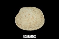 藏品(網目簾蛤)的圖片